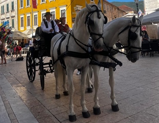 Prijatelji životinja traže zabranu konjskih kočija nakon snimke sa...