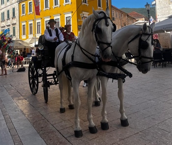 Prijatelji životinja traže zabranu konjskih kočija nakon snimke sa Sinjske alke