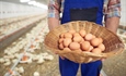 Rekordna proizvodnja Agroklastera: Više od 400 tisuća jaja u samo mjesec dana