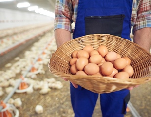 Rekordna proizvodnja Agroklastera: Više od 400 tisuća jaja u samo...