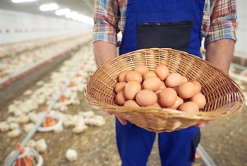 Rekordna proizvodnja Agroklastera: Više od 400 tisuća jaja u samo mjesec dana