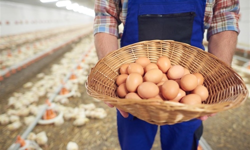 Rekordna proizvodnja Agroklastera: Više od 400 tisuća jaja u samo...
