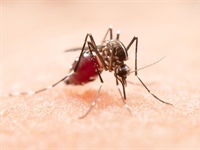 Virus Zapadnog Nila: oprez je potreban, panika nije