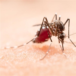 Virus Zapadnog Nila: oprez je potreban, panika nije