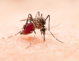 Virus Zapadnog Nila: oprez je potreban, panika nije