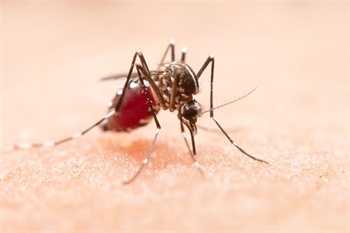 Virus Zapadnog Nila: oprez je potreban, panika nije