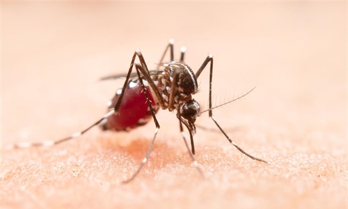 Virus Zapadnog Nila: oprez je potreban, panika nije