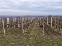 „Okusi tradiciju, doživi Ilok“: 59. Iločka berba grožđa slavi vino,...