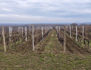 „Okusi tradiciju, doživi Ilok“: 59. Iločka berba grožđa slavi vino,...