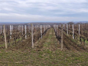 „Okusi tradiciju, doživi Ilok“: 59. Iločka berba grožđa slavi vino, tradiciju i gostoprimstvo