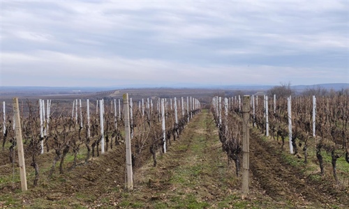 „Okusi tradiciju, doživi Ilok“: 59. Iločka berba grožđa slavi vino,...