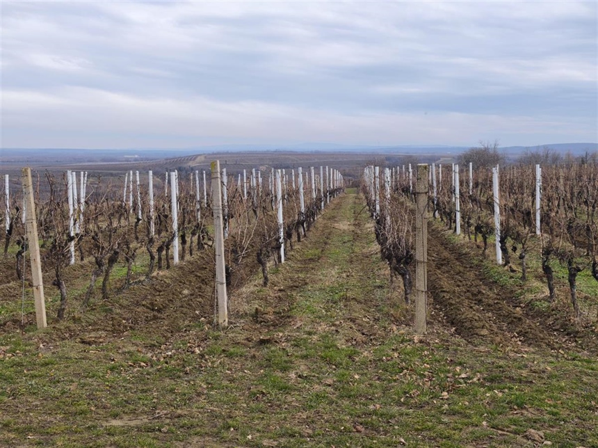 „Okusi tradiciju, doživi Ilok“: 59. Iločka berba grožđa slavi vino, tradiciju i gostoprimstvo