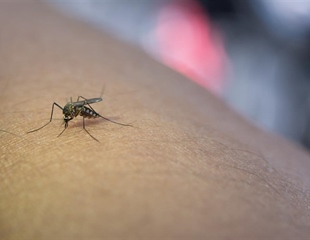 U Hrvatskoj deset infekcija virusom Zapadnog Nila, šest osoba...