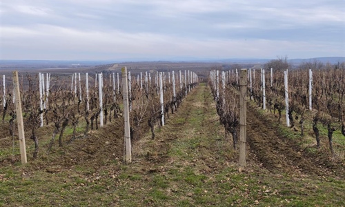 Počela 59. Iločka berba grožđa