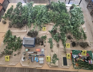 Policija pronašla zasađenu indijsku konoplju