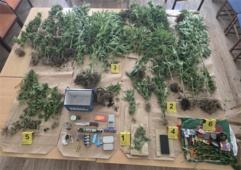 Policija pronašla zasađenu indijsku konoplju