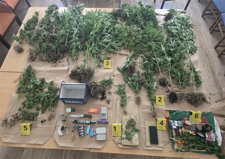 Policija pronašla zasađenu indijsku konoplju