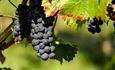 Zlatna žutica sve veća prijetnja vinogradima – zaražene trsove treba odmah ukloniti
