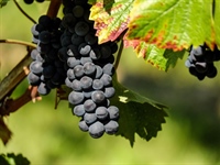 Zlatna žutica sve veća prijetnja vinogradima – zaražene trsove treba...