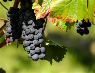 Zlatna žutica sve veća prijetnja vinogradima – zaražene trsove treba...