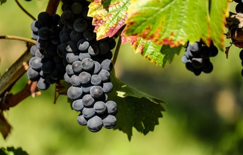 Zlatna žutica sve veća prijetnja vinogradima – zaražene trsove treba...