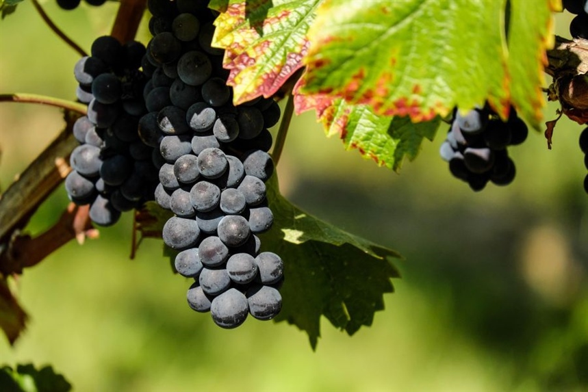 Zlatna žutica sve veća prijetnja vinogradima – zaražene trsove treba odmah ukloniti