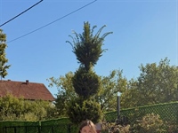 Vukovarka stekla diplomu majstorice zlatarice