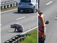 Šest svinja ispalo iz kamiona: Prijatelji životinja traže istragu i...
