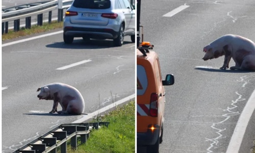 Šest svinja ispalo iz kamiona: Prijatelji životinja traže istragu i...