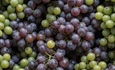 U Mandićevcu otvoren istraživački centar  za prilagodbu vinogradarstva klimatskim promjenama