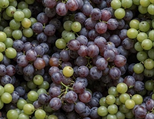 U Mandićevcu otvoren istraživački centar  za prilagodbu vinogradarstva...