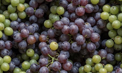 U Mandićevcu otvoren istraživački centar  za prilagodbu vinogradarstva...